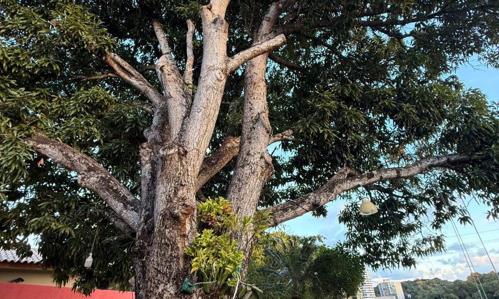 Mansão com 5 Suítes à venda, 600m² – Itaigara (33)